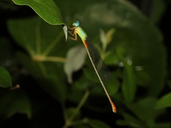 Ceriagrion cerinorubellum