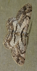 Viviennea flavicincta