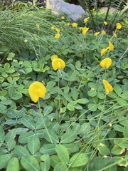 Arachis