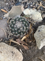 Mammillaria heyderi