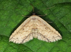 Hyposada ruptifascia