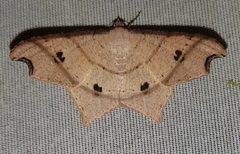 Viviennea flavicincta