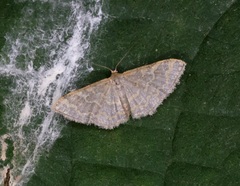 Idaea costiguttata