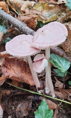Mycena rosea