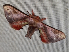 Viviennea flavicincta