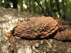 Daedaleopsis tricolor