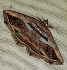 Viviennea flavicincta