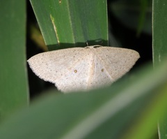 Perixera flavispila