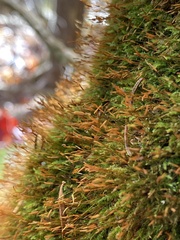 Tetraphis pellucida