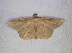 Plesiomorpha flaviceps