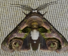 Viviennea flavicincta