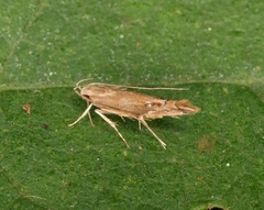 Pyroderces
