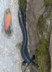 Naja sputatrix