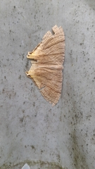 Viviennea flavicincta