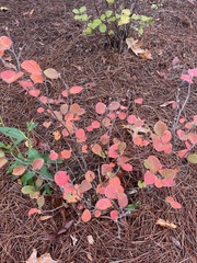 Fothergilla