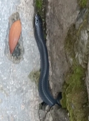 Naja sputatrix