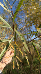Salix interior