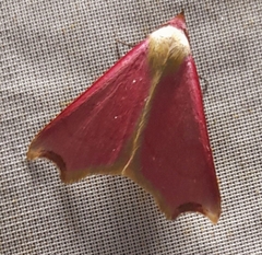 Viviennea flavicincta