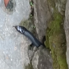 Naja sputatrix