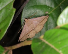 Ugia purpurea