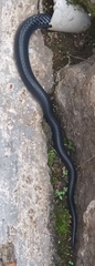 Naja sputatrix
