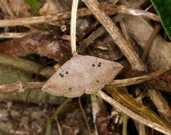 Blasticorhinus rivulosa