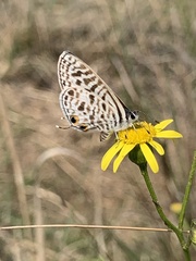 Leptotes