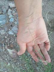 Bouteloua aristidoides