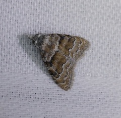 Nola bifascialis
