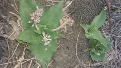 Ledebouria ovatifolia