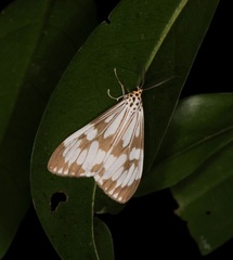 Nyctemera adversata