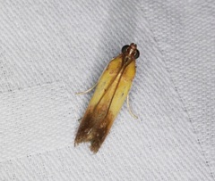 Piesmopoda semilutea
