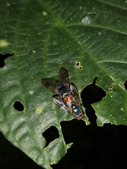 Hypopygiopsis