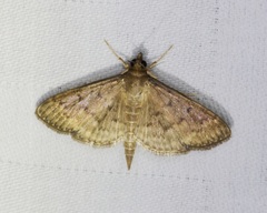 Herpetogramma licarsisalis