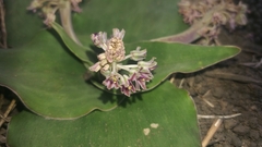 Ledebouria ovatifolia