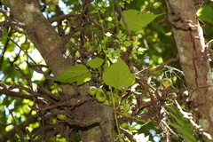 Ficus hispida