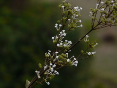 Spermadictyon suaveolens