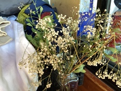 Gypsophila paniculata