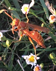 Polistes apachus