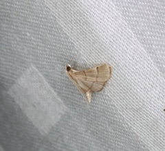 Cangetta hartoghialis