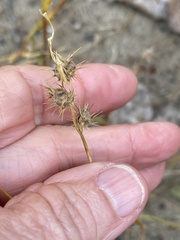 Cenchrus longispinus