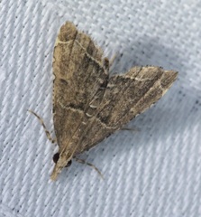 Diplopseustis perieresalis