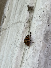 Harmonia axyridis