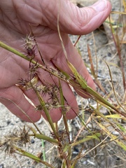 Cenchrus longispinus