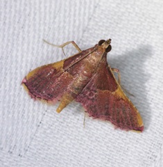 Endotricha mesenterialis