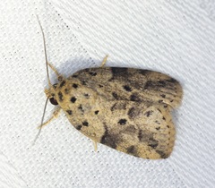 Giaura multipunctata