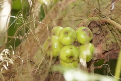 Ficus hispida
