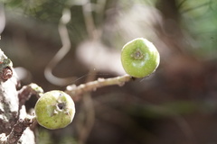 Ficus hispida