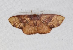 Metallaxis semipurpurascens