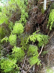 Hymenophyllum